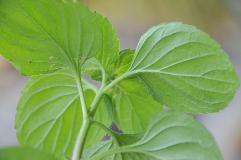 Pianta aromatica - Mentha aquatica